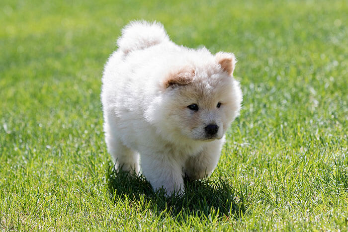 Chow Chow - Chiot adorable