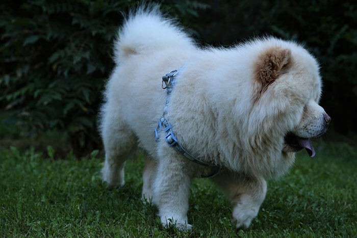 Chow Chow - Pelage magnifique