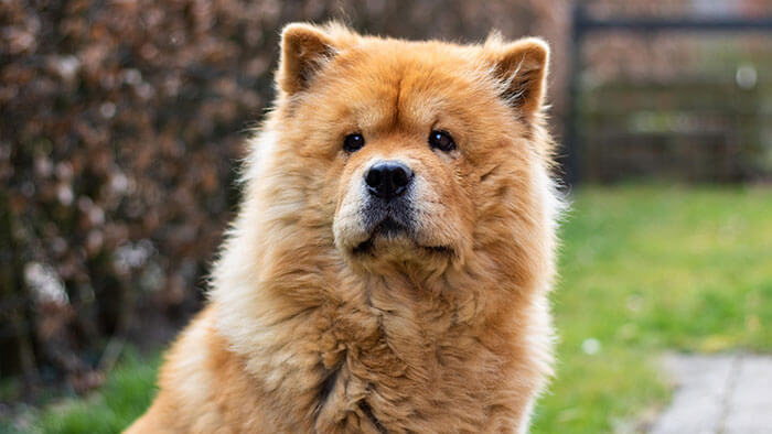 Chow Chow - portrait curieux