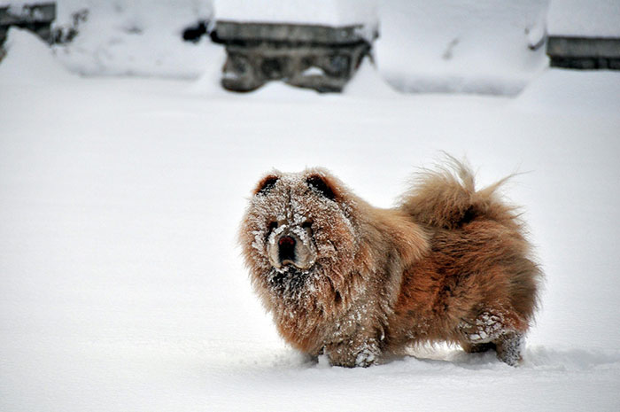 Chow Chow - dans la neige
