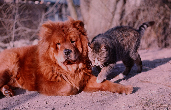 Chow Chow - ami avec un chat