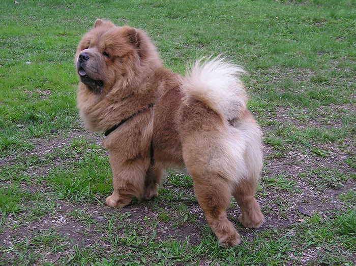 Chow Chow - dans la nature